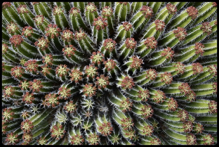 Jardin des cactus / Lanzarote 2018
